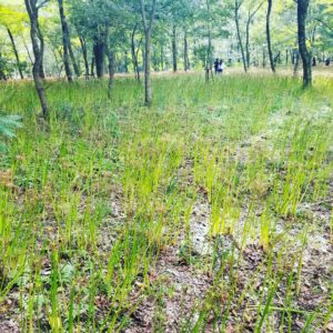 Things to do in Saitama, Higanbana red spider lily flower viewing in hidaka saitama, kinchakuda