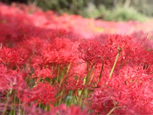 Things to do in Saitama, Higanbana red spider lily flower viewing in hidaka saitama, kinchakuda